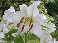 Lilium Candidum